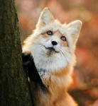 Аватара пользователя