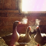 Аватарки. Наши интернет-лица - voshititelno-holodno-film-fotografiya-Favim.jpg