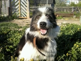 Кого из животных вы содержите? Фото приветствуется. - Фото0201.jpg