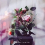 Аватарки. Наши интернет-лица - _PSdjlo_QlM.jpg