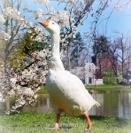 Аватарки. Наши интернет-лица - гусь.jpg