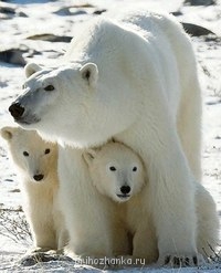 Аватарки. Наши интернет-лица - JOAe9fB9ocs.jpg