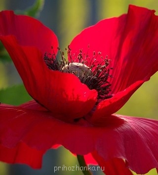 Аватарки. Наши интернет-лица - qj0-rLnZ8ow.jpg