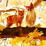 Аватарки. Наши интернет-лица - котики.jpg