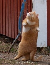 Cмешное из жизни животных. Фото и видео из интернета. - NO84ShL59y0.jpg