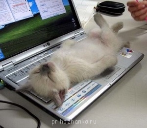А у вас сейчас какое настроение? - CatAsleepOnComputer-e1349529810702-300x262.jpg