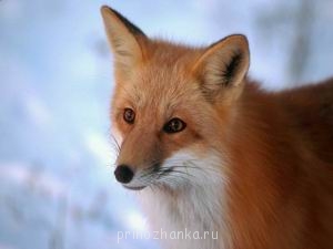 Аватарки. Наши интернет-лица - Roka005.jpg