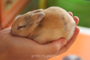 Умильная фотка - 0_2896_52f49d7e_M.jpg