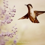 Аватарки. Наши интернет-лица - kl_lOaEjd0Y.jpg