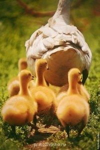 Аватарки. Наши интернет-лица - pFXomTM8Uv8.jpg