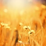 Аватарки. Наши интернет-лица - e90e31ca1d94.jpg