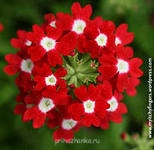 вербена красная шапочка - i (3).jpg