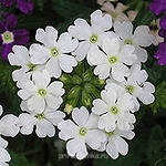 вербена белая - i (4).jpg