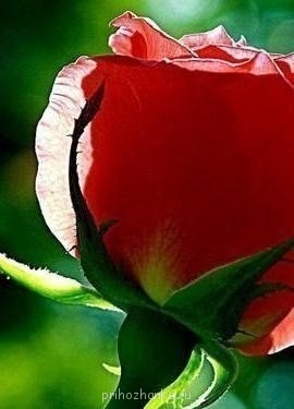 Аватарки. Наши интернет-лица - 7-hnEGZAgN8.jpg