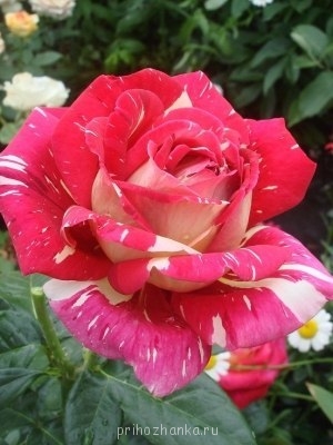 Аватарки. Наши интернет-лица - gRG4dPCY4C8.jpg