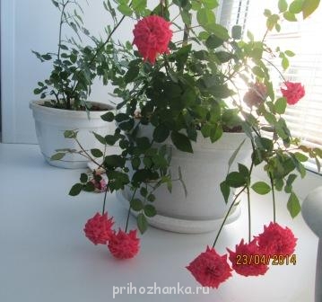 Мои комнатные растения. - IMG_0015.jpg