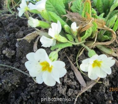 Декоративные садовые растения. - IMG_0006.jpg