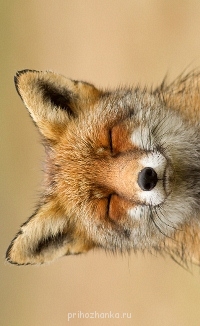 Аватарки. Наши интернет-лица - C0DBEE74BD8C-18.jpg