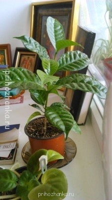 Мои комнатные растения. - DSC_0091.jpg