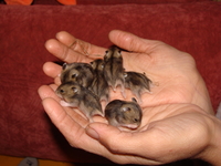 Кого из животных вы содержите? Фото приветствуется. - 100399_200.jpg