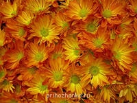 Аватарки. Наши интернет-лица - i (5).jpg