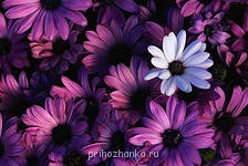 Аватарки. Наши интернет-лица - i (8).jpg