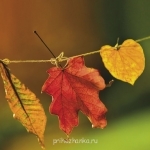 Аватарки. Наши интернет-лица - 2466862mjp_1954405_9100070.jpg