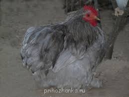 Кого из животных вы содержите? Фото приветствуется. - images.jpg