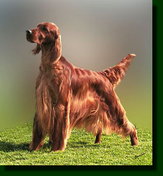 Какое животное Вы бы хотели завести? - irishsetter.jpg
