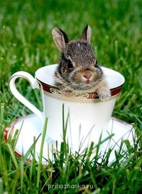 Аватарки. Наши интернет-лица - ZJX9AWEE_sQ.jpg