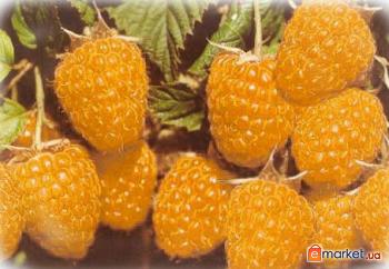 Аватарки. Наши интернет-лица - 3905405_1_36133.jpg