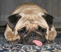 Клуб кинологов-любителей - загруженное (1).jpg