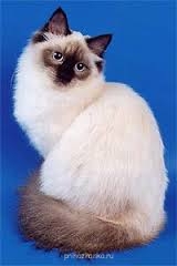 Маскарадный - маскарадный.jpg