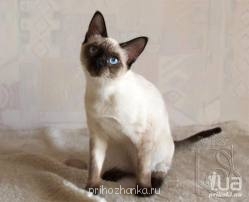 Тайский. - тайский.jpg