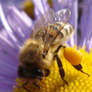 Аватарки. Наши интернет-лица - untitled.jpg