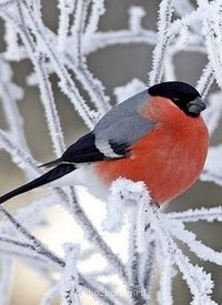 Аватарки. Наши интернет-лица - GUPUpOdvjIk.jpg