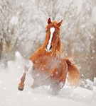 Аватарки. Наши интернет-лица - carjfzYhOW811.jpg