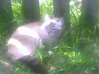 Кого из животных вы содержите? Фото приветствуется. - 05-05-07_133312.jpg