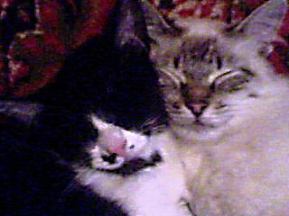 Кого из животных вы содержите? Фото приветствуется. - 08-09-07_143455.jpg