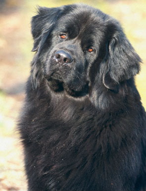 Кого из животных вы содержите? Фото приветствуется. - newfoundland_01.jpg