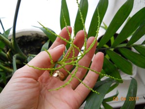 Мои комнатные растения. - DSCN0702.JPG