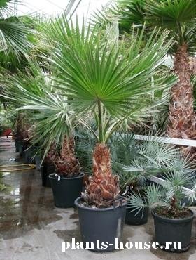 Мои комнатные растения. - вашингтония.jpg