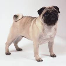 Какое животное Вы бы хотели завести? - images (2).jpg