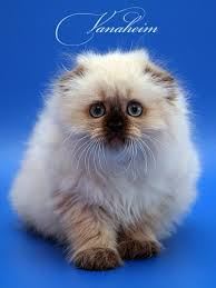 Вот точно такой только взрослый и чуть менее пушистый. - images (3).jpg