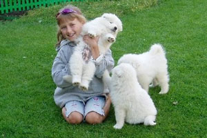 Что за пупсики - lajka_samoed7_0.jpg