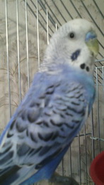 Попугайчики и все о них... - Picture 002.jpg