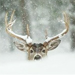 Аватарки. Наши интернет-лица-2 - 444.jpg