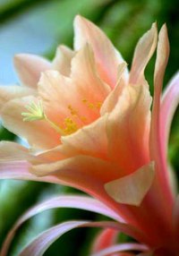 Из ВКонтактика с приветиком  - UAke_WDOxDM.jpeg