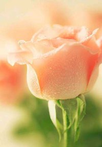 Из ВКонтактика с приветиком  - LhhFWinAPWI.jpeg