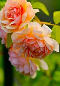 Из ВКонтактика с приветиком  - hgW_JkXGRkI.jpeg